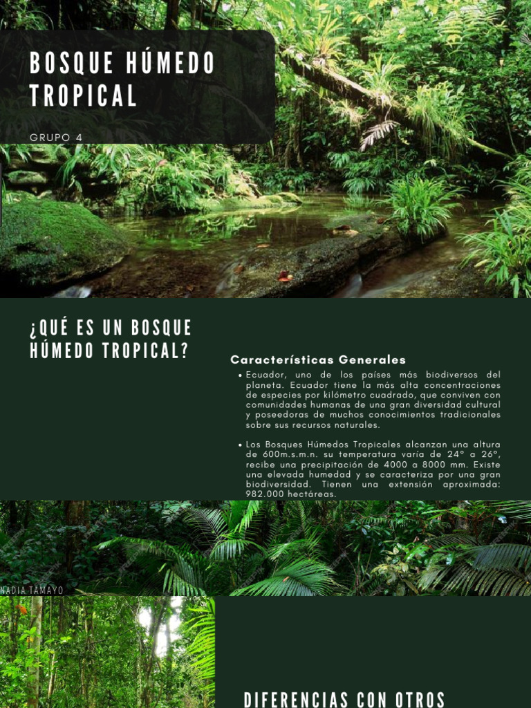 Bosques Húmedos Tropicales en Ecuador | PDF | Los bosques | Ecuador