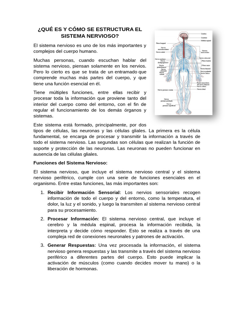 Estructura y Funciones del Sistema Nervioso | PDF | Sistema nervioso ...