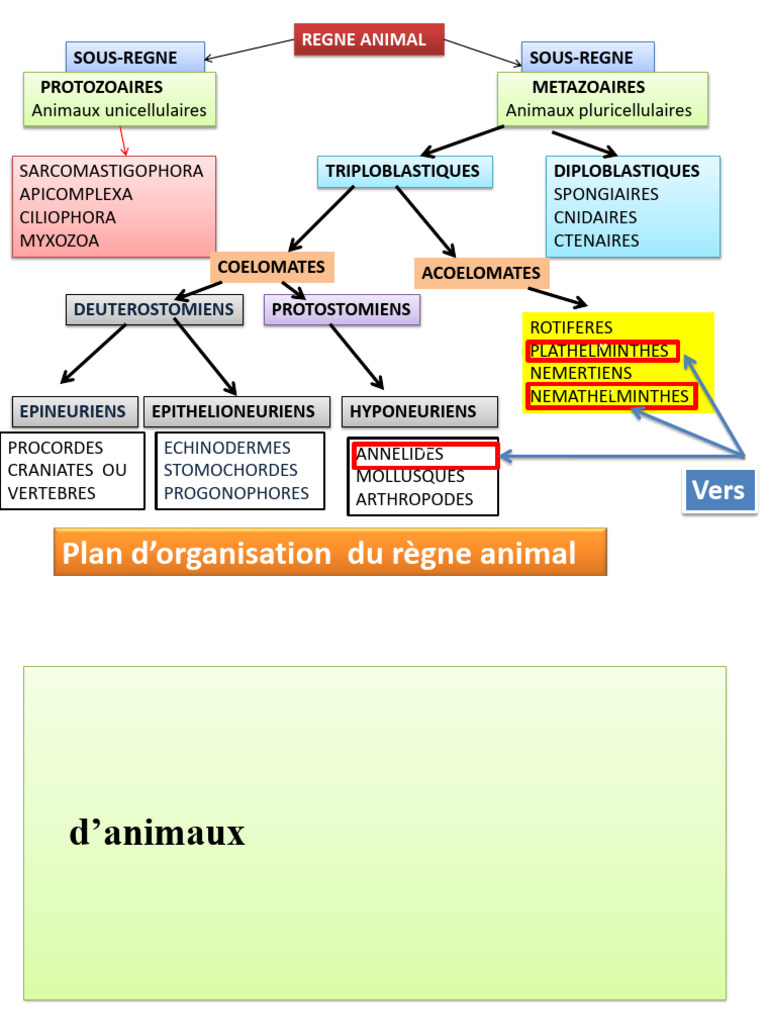 Classification du Règne Animal | PDF