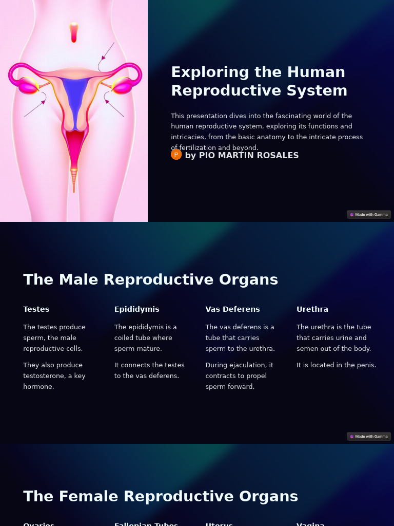 Exploring The Human Reproductive System | PDF | Menstrual Cycle ...