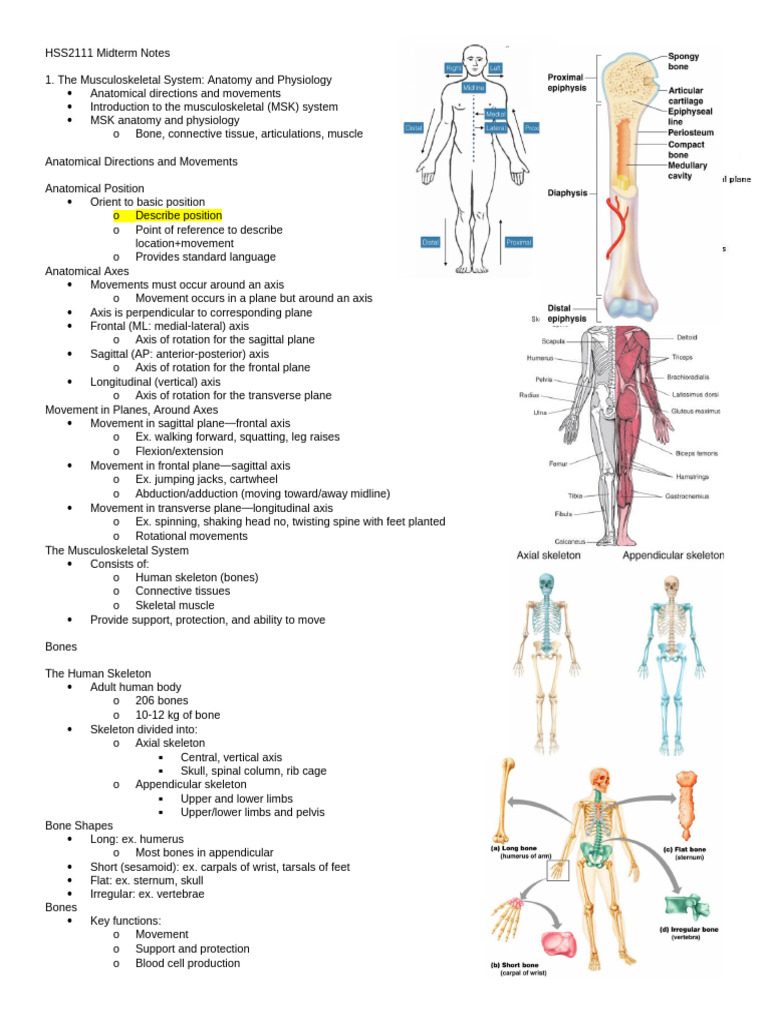 HSS2111 Midterm Notes | PDF | Anatomical Terms Of Motion | Muscle ...