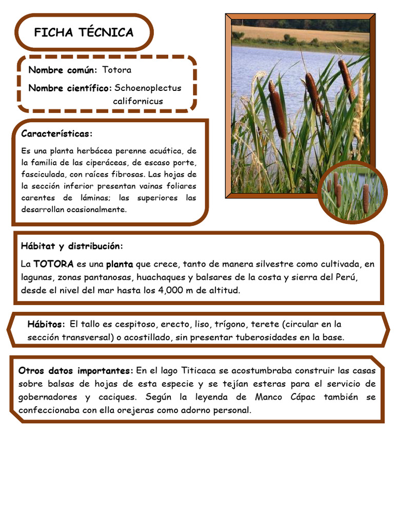Características de la Totora (Schoenoplectus) | PDF