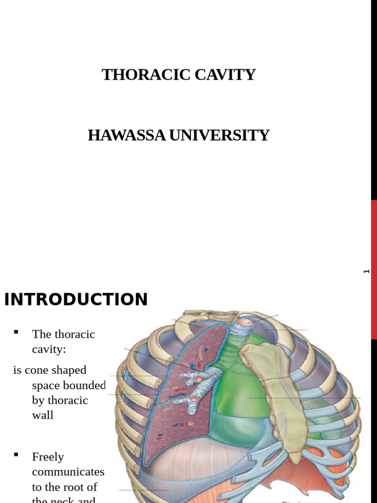 Thoracic Cavity | PDF | Heart Valve | Coronary Circulation