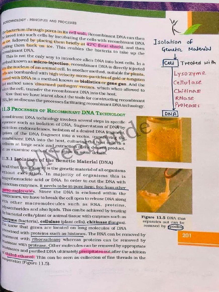 Adobe Scan Nov 16, 2024 | PDF | Macromolecules | Dna