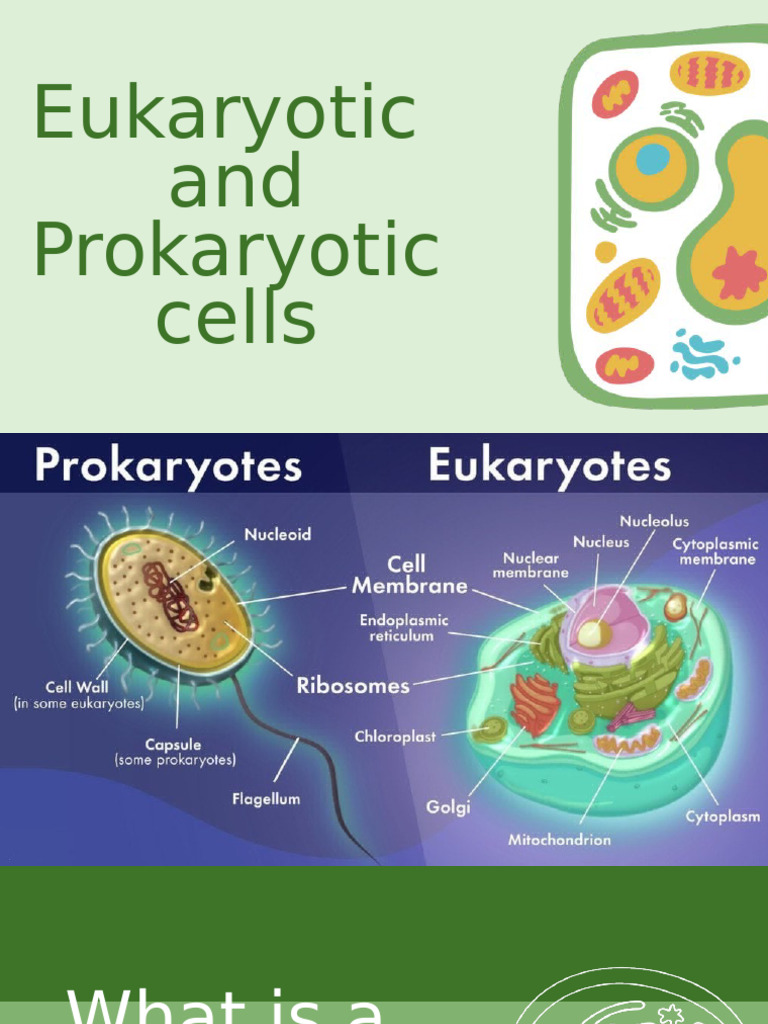 Eukaryotic and Prokaryotic | PDF | Cell (Biology) | Prokaryote
