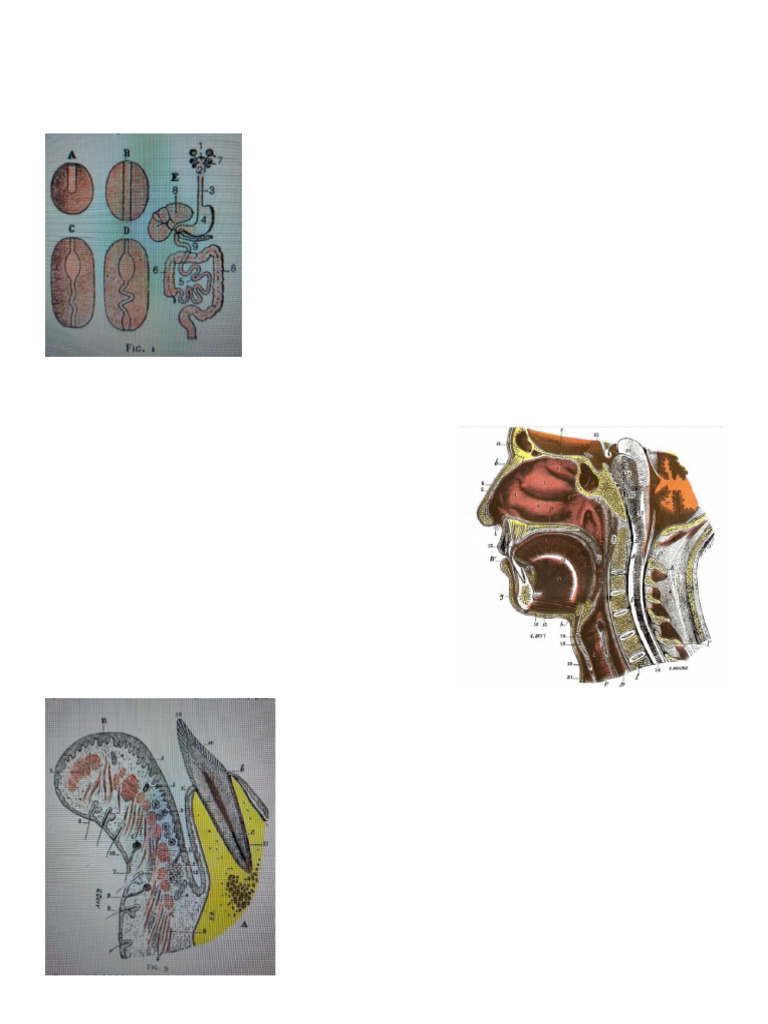 Sistema Digestivo Anatomia Pdf