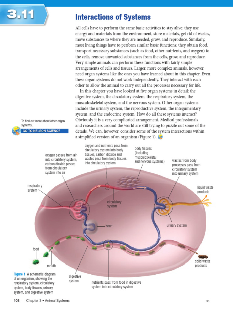 3.11 Interactions of Systems | PDF | Human Body | Blood