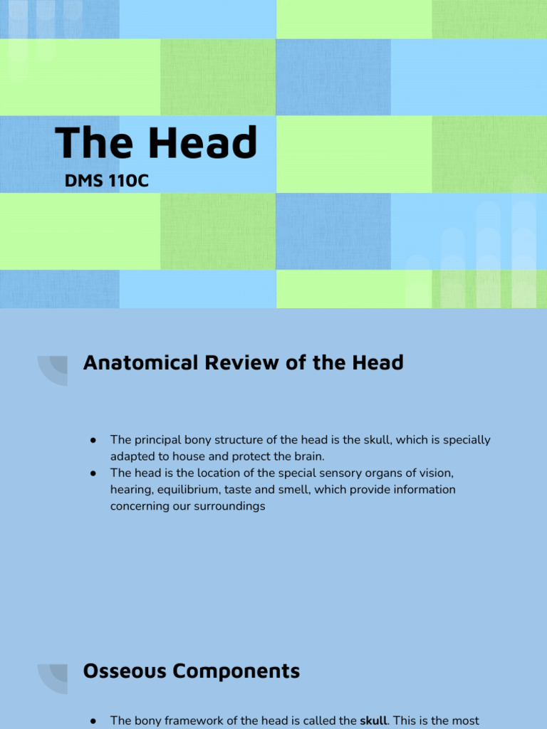 The Head | PDF | Skull | Human Nose
