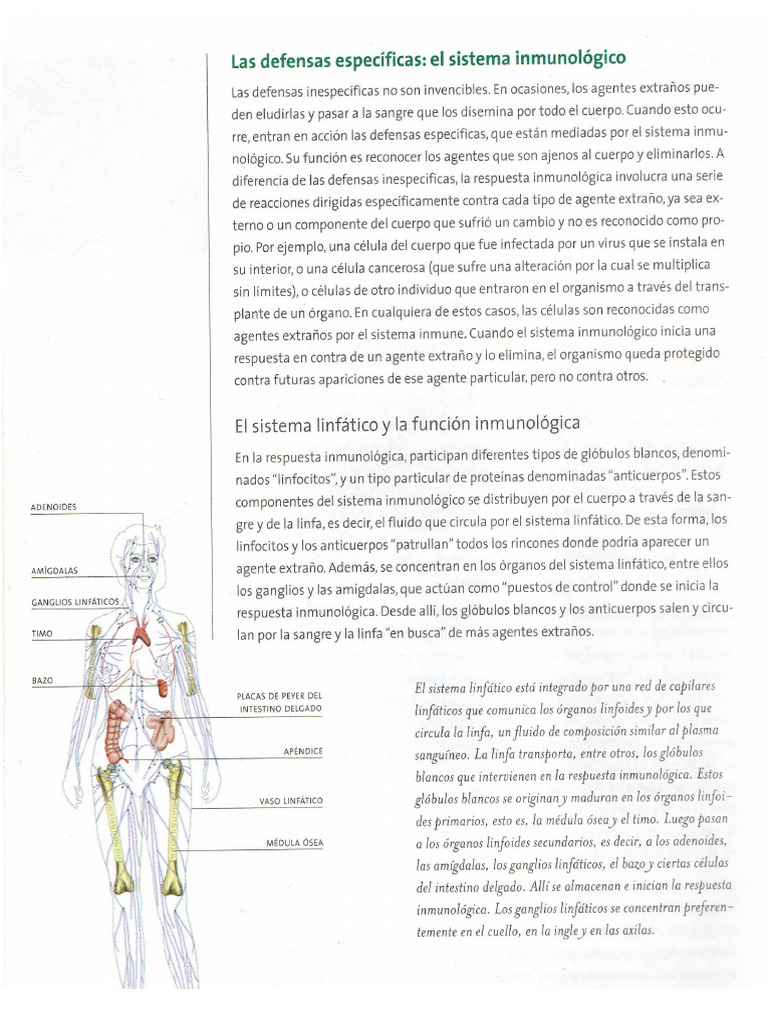Sistema Inmune | PDF