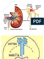 Histologi Ginjal