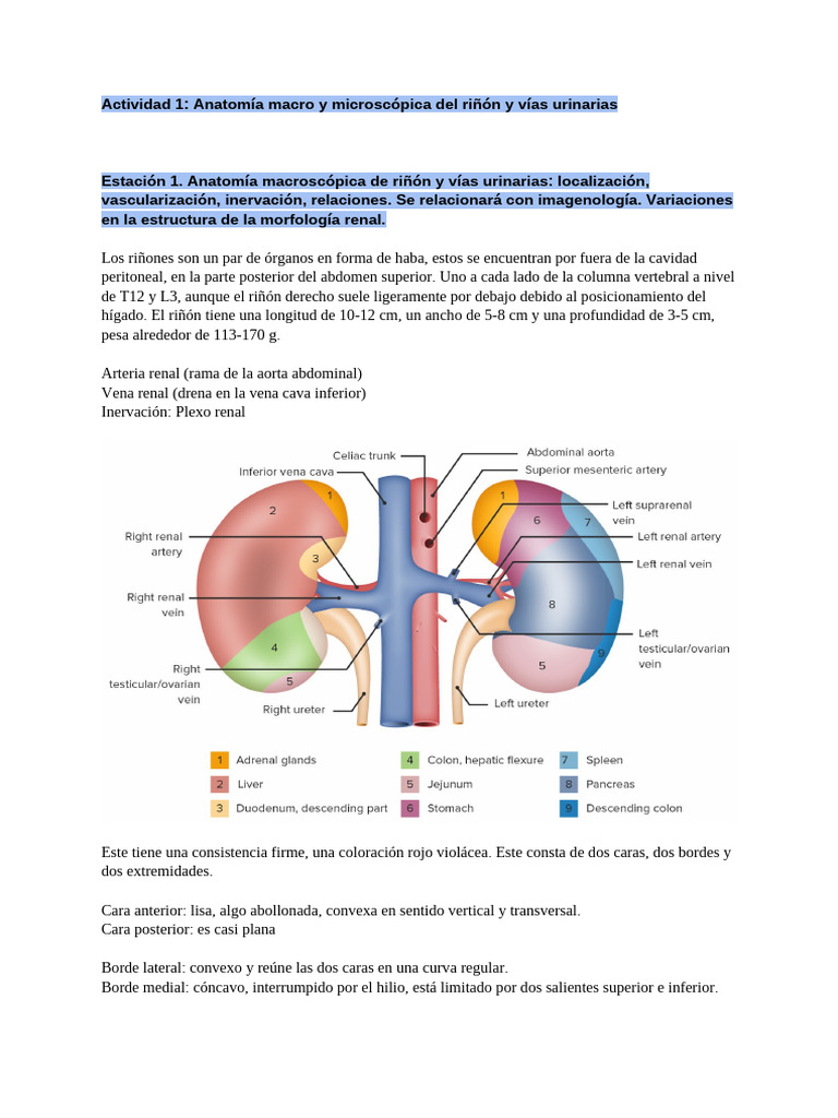 Anatomía del Riñón y Vías Urinarias | PDF | Riñón | Anatomía humana