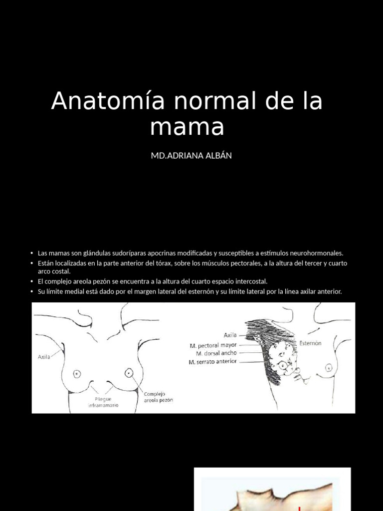 Anatomia Normal de La Mama | PDF | Pecho | Vena