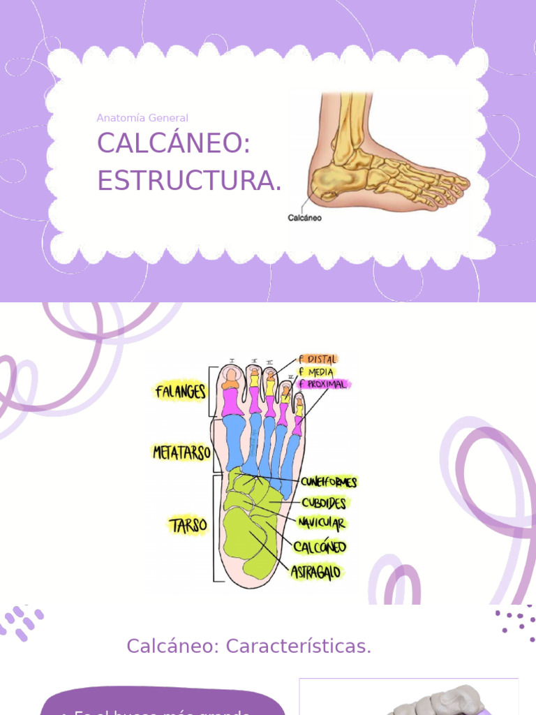 CALCÁNEO | PDF | Hogar, jardinería y bricolaje