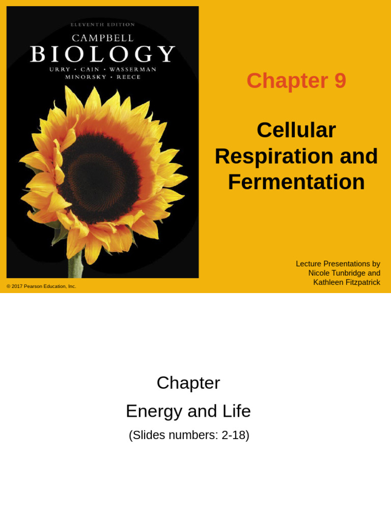 Cellular Respiration and Energy Metabolism | PDF | Cellular Respiration ...