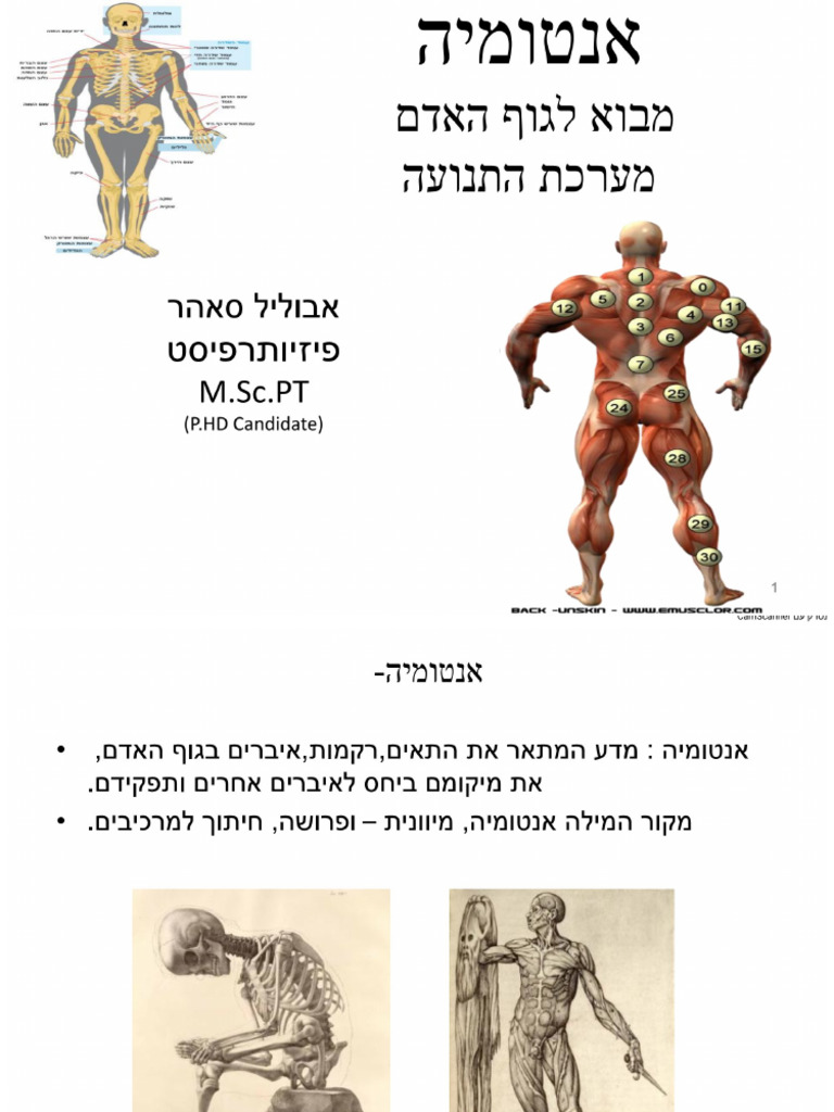 אנטומיה - מבוא ומערכת שריר שלד- 30שעות לימוד | PDF