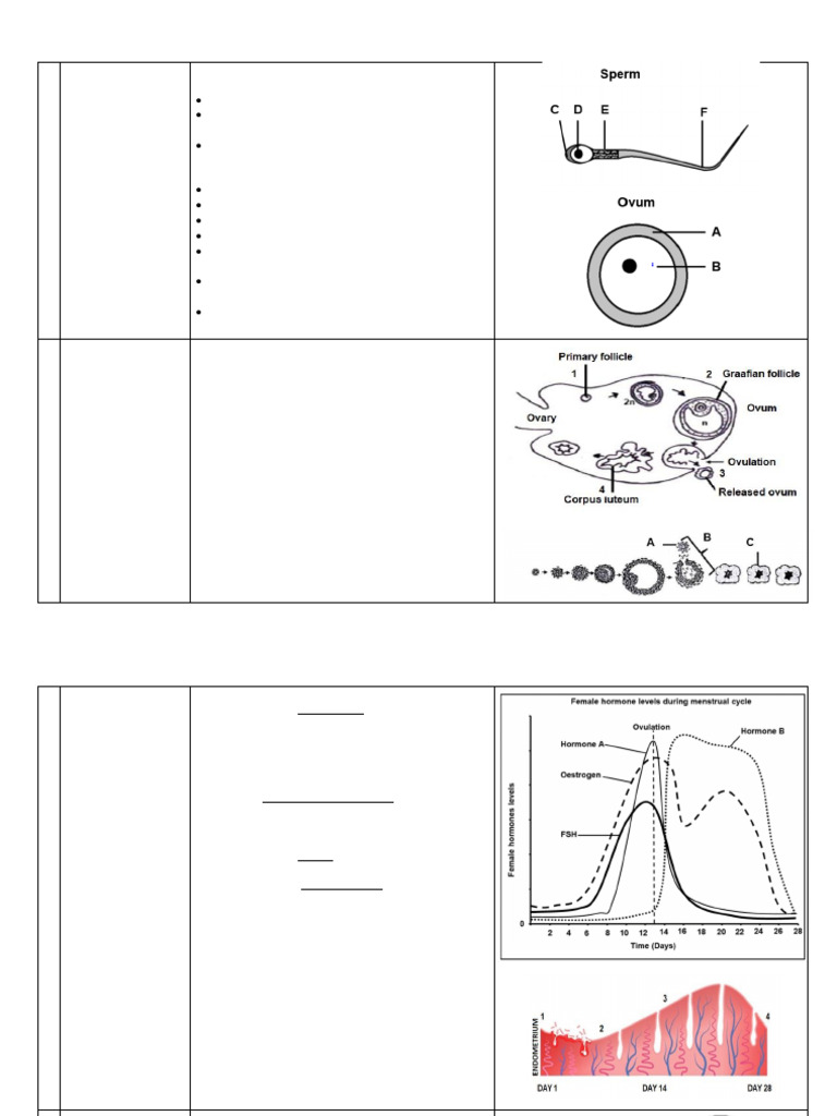 Human Reproduction Stages Explained | PDF | Menstrual Cycle ...