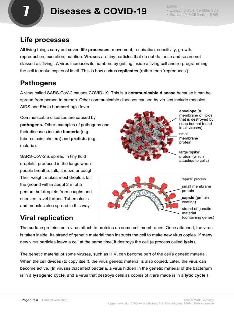 Understanding Viruses and COVID-19 | PDF | Virus | Virology