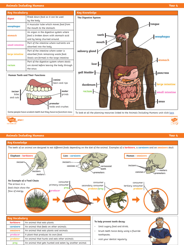 Human | PDF | Tooth | Digestion