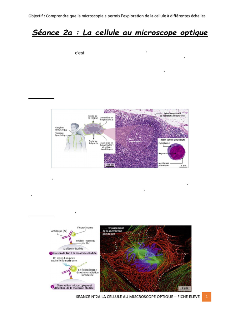 Exploration des cellules au microscope optique | PDF | Cellule ...