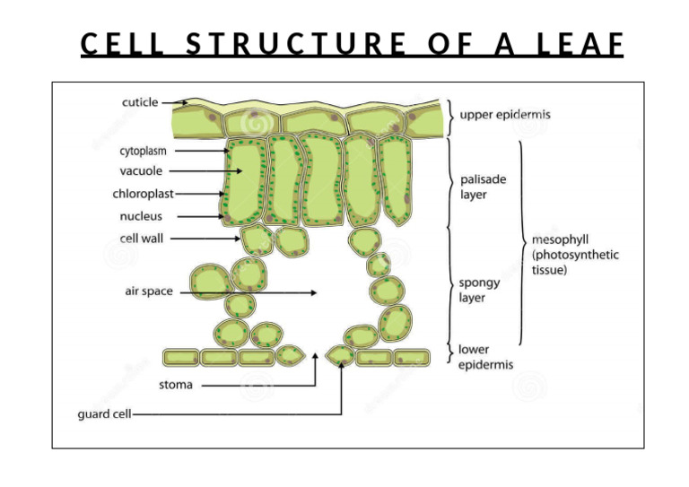 Cell Structure of A Leaf | PDF