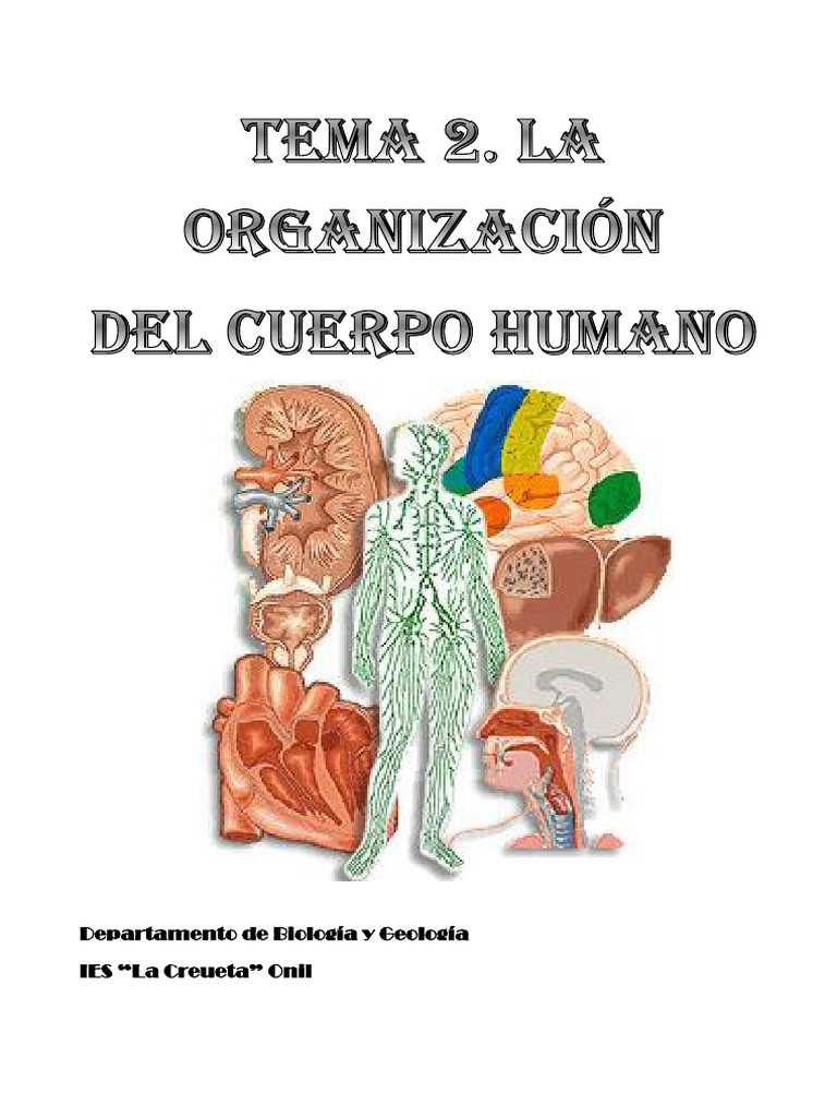 Niveles de Organización del Cuerpo Humano | PDF | Biología Celular ...