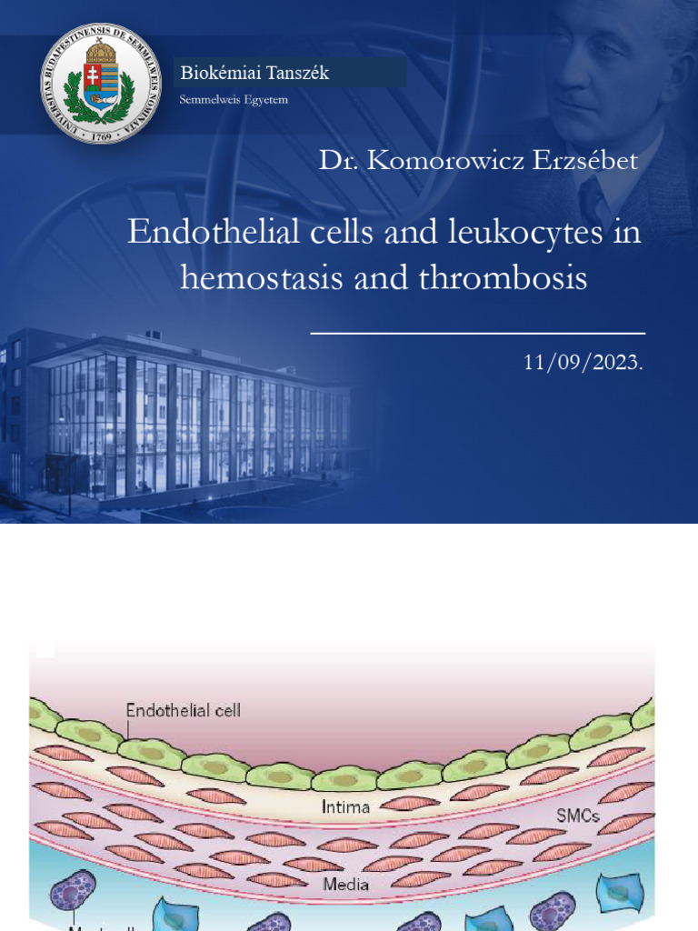 03 - Endothelial Cells and Leukocytes | PDF | Platelet | Coagulation