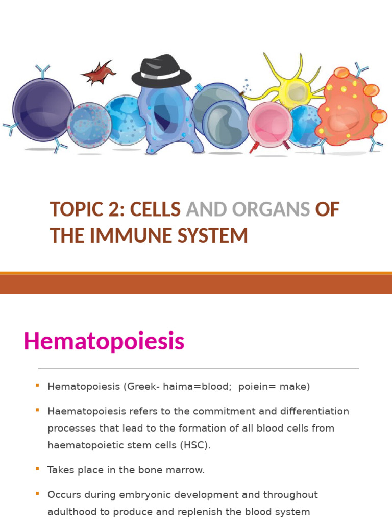 Topic 2 Cells & Organs of The Immune System 2 | PDF | Natural Killer ...