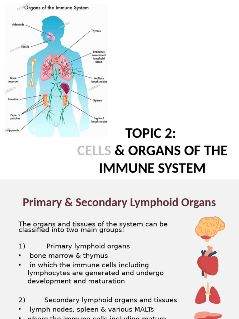 Topic 2 Cells & Organs of The Immune System 3 | PDF | Lymphatic System ...