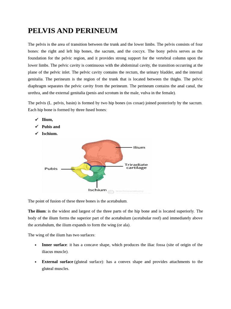 PELVIS AND PERINEUM | PDF | Pelvis | Musculoskeletal System