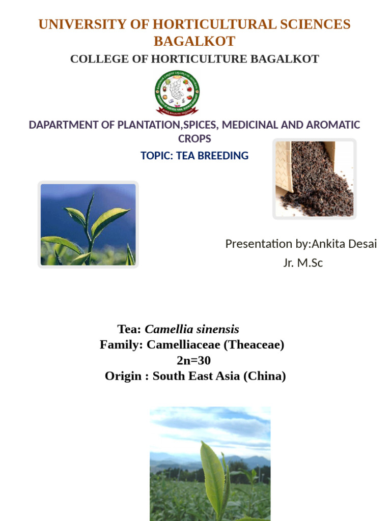 Tea Breeding | PDF | Flowers | Pollination
