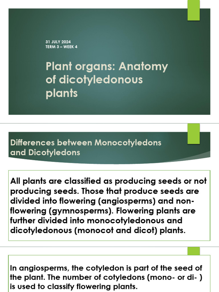 Dicot Plant Anatomy and Root Systems | PDF | Plant Stem | Root