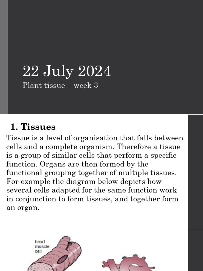 Grade 10 - Life Sciences T3 - Week 3 | PDF | Tissue (Biology) | Stoma
