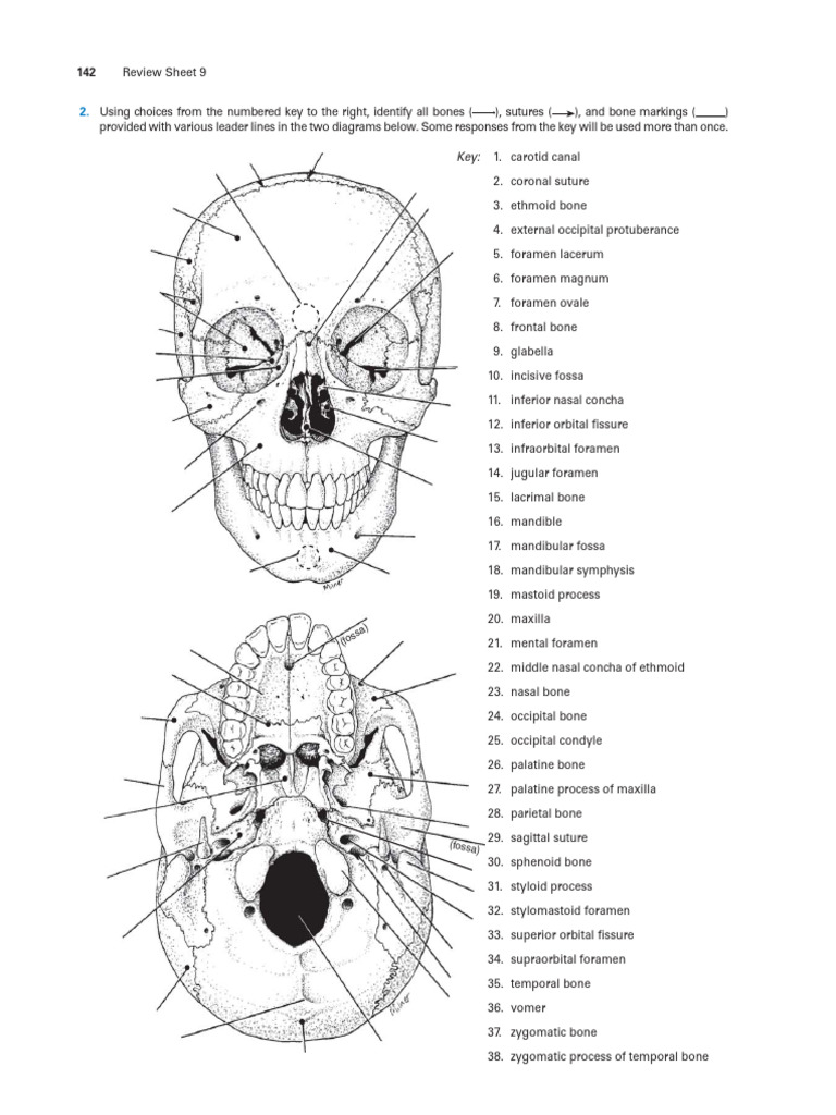 skull diagram | PDF | Skeletal System | Human Head And Neck