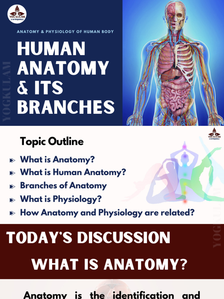 Anatomy and Physiology Overview | PDF | Anatomy | Histology