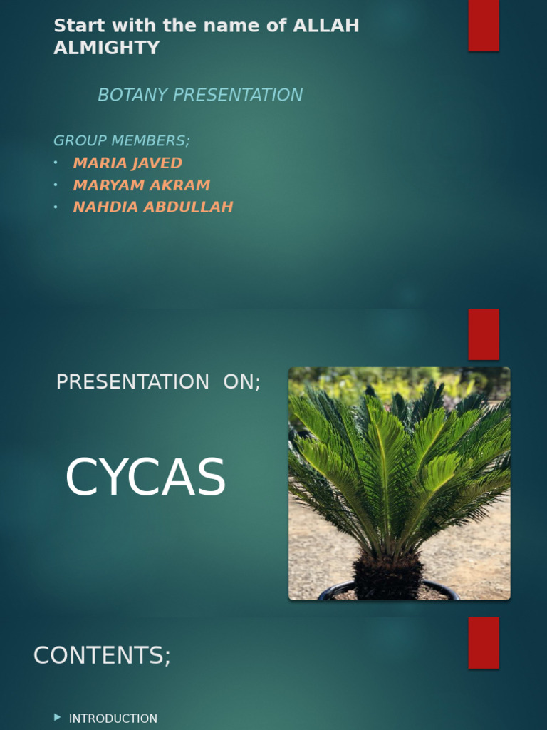 Cycas: Life Cycle and Economic Importance | PDF | Fertilisation | Biology