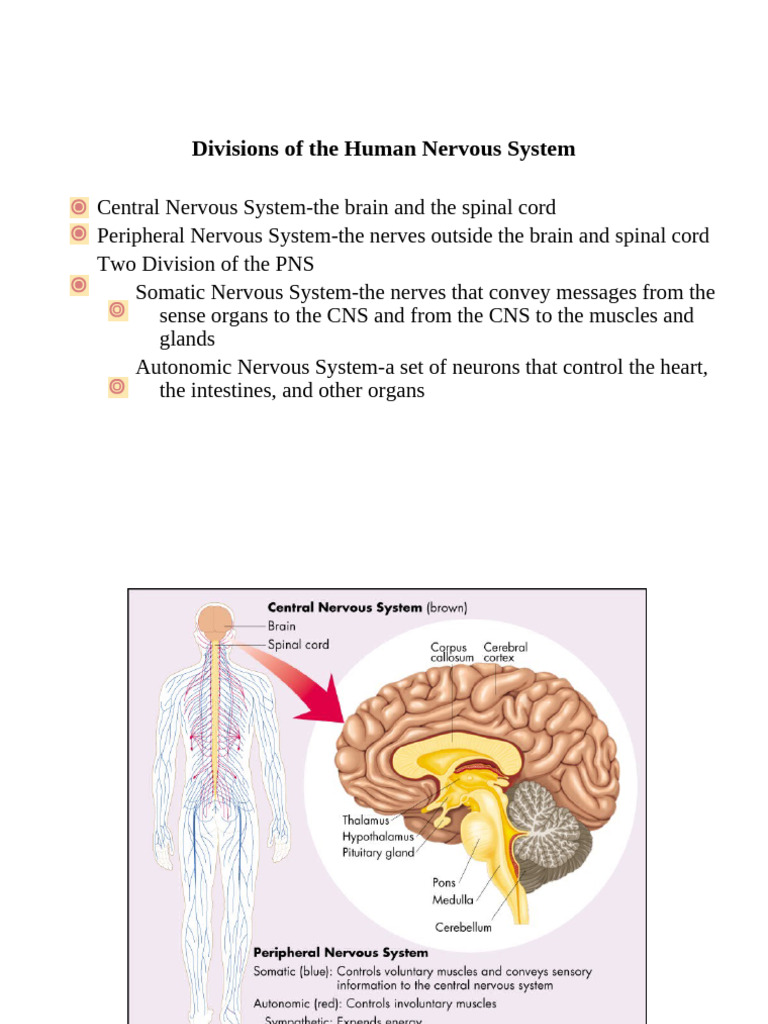 Cerebrum | PDF | Cerebrum | Central Nervous System