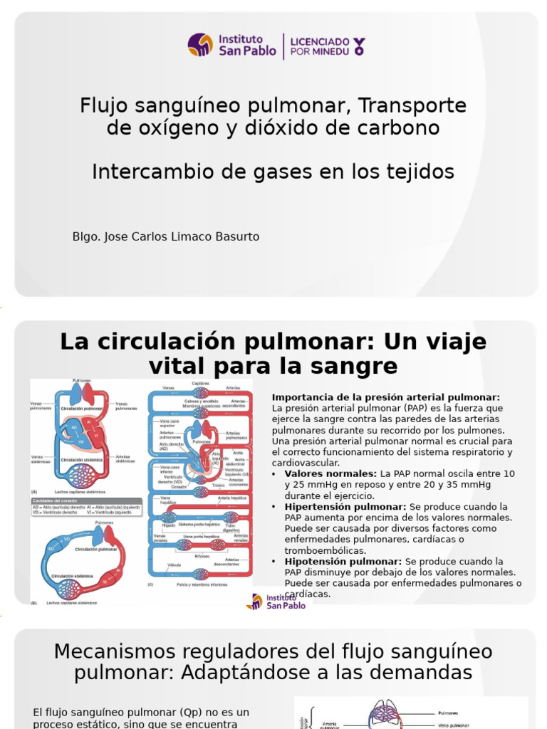 Flujo Sanguíneo y Transporte de Gases | PDF | Difusión | Pulmón