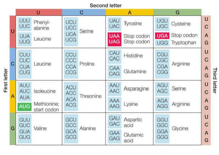 Biotechnology Codon | PDF