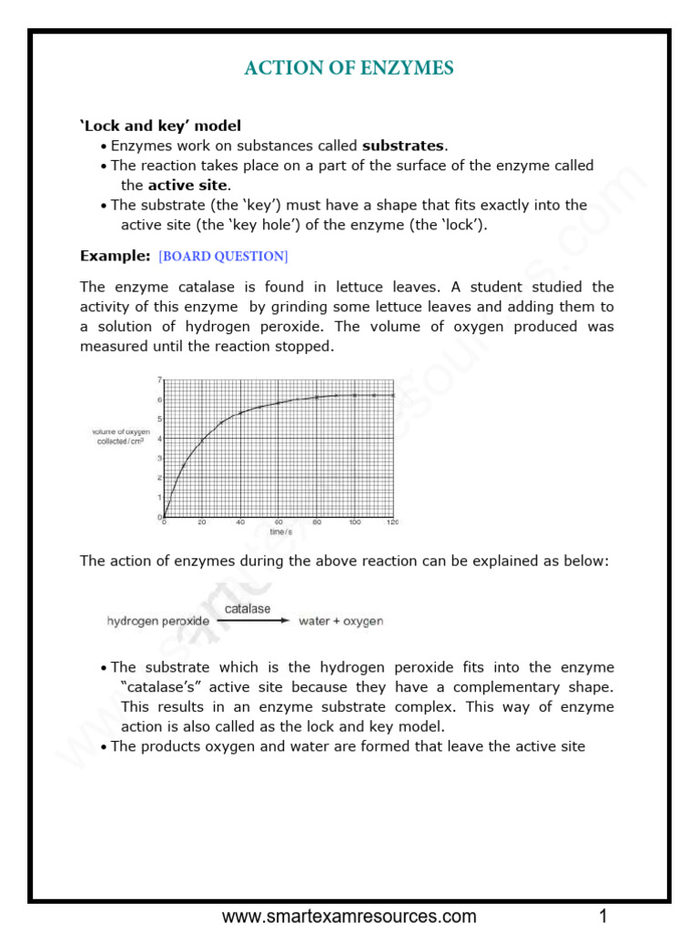 Enzyme Action and Specificity Explained | PDF | Active Site | Enzyme
