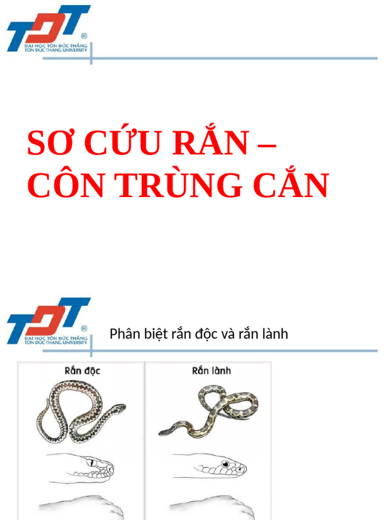 10. RẮN CẮN | PDF