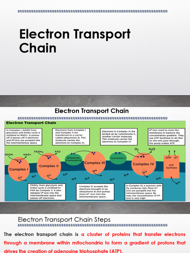 ETC | PDF | Electron Transport Chain | Adenosine Triphosphate