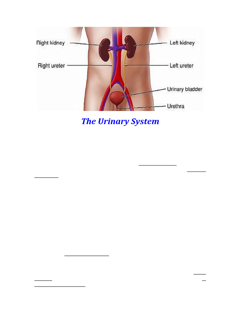 The Urinary System | PDF | Kidney | Urinary System