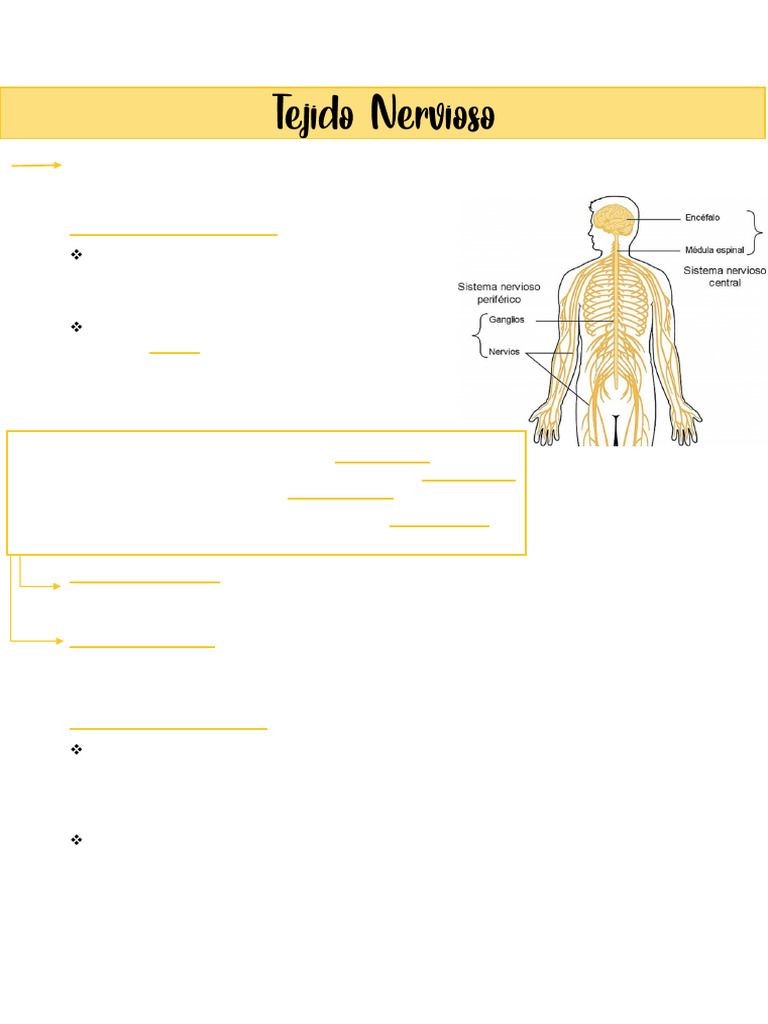Estructura y Función del Sistema Nervioso | PDF | Sinapsis | Neurona