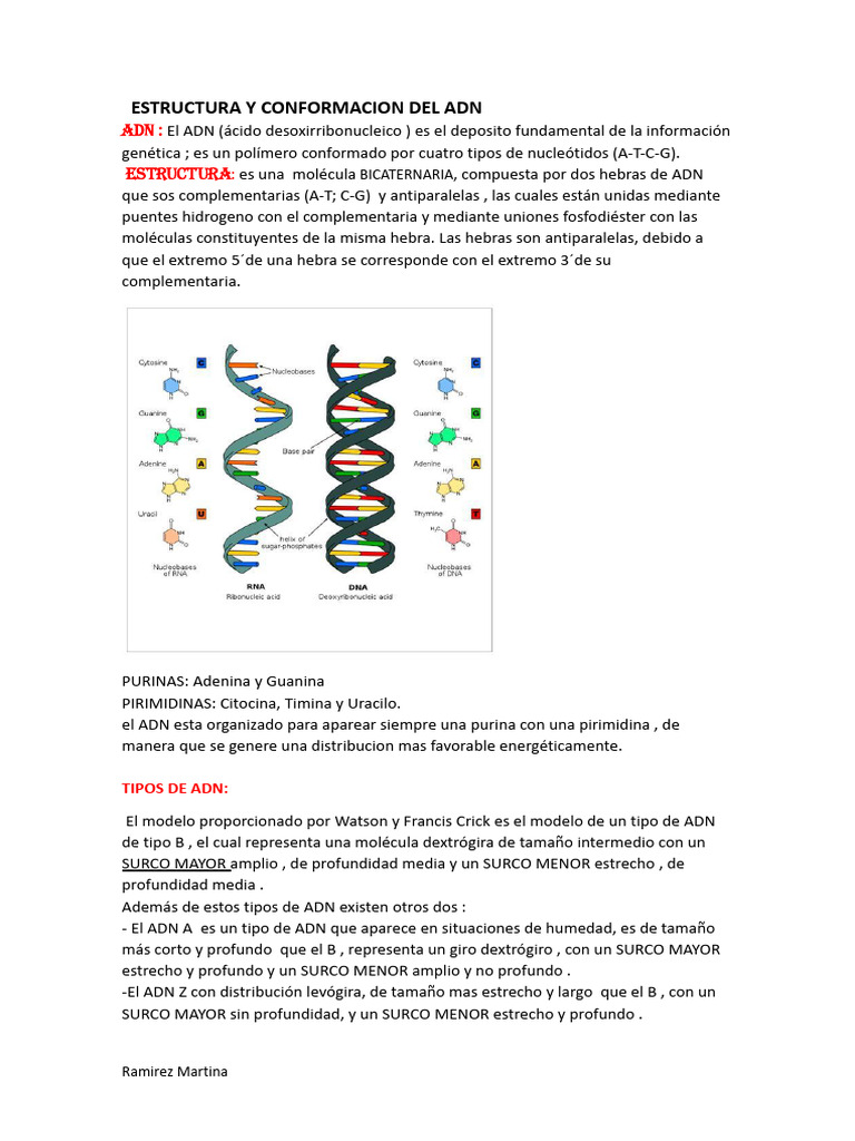 Estructura y Conformacion Del ADN | PDF | Adn | Replicación De Adn