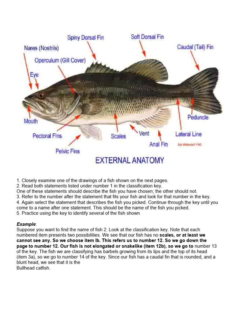 Fish Identification Using Classification Key | PDF | Wellness