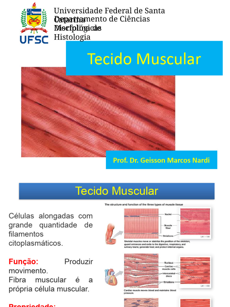 Estruturas e Funções do Tecido Muscular | PDF | Músculo | Órgão (anatomia)
