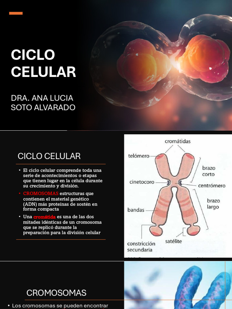 Etapas del Ciclo Celular y Mitosis | PDF | Mitosis | Cromosoma