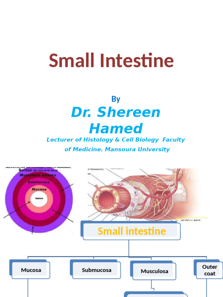 Anatomy and Function of the Small Intestine | PDF | Small Intestine ...