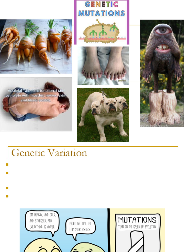 Understanding Genetic Mutation Types | PDF | Point Mutation | Mutation