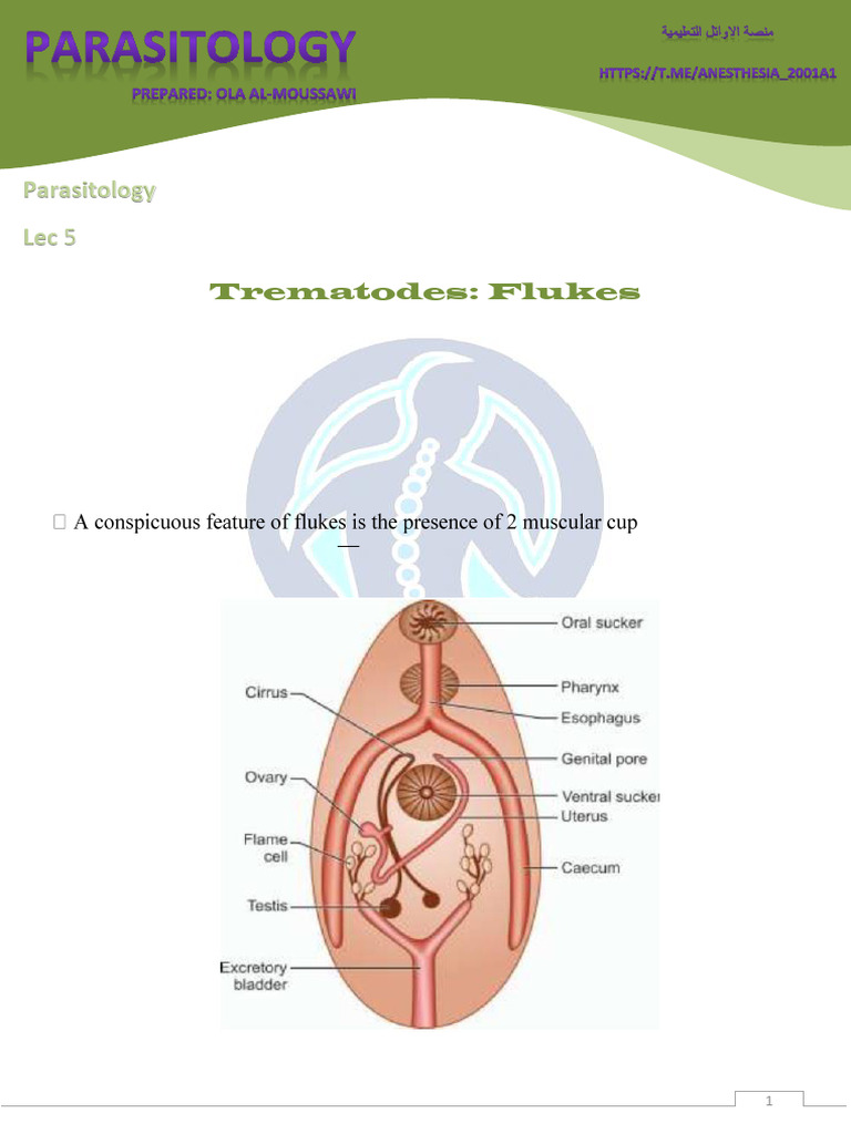 Trematodes | PDF | Parasitology | Medical Specialties